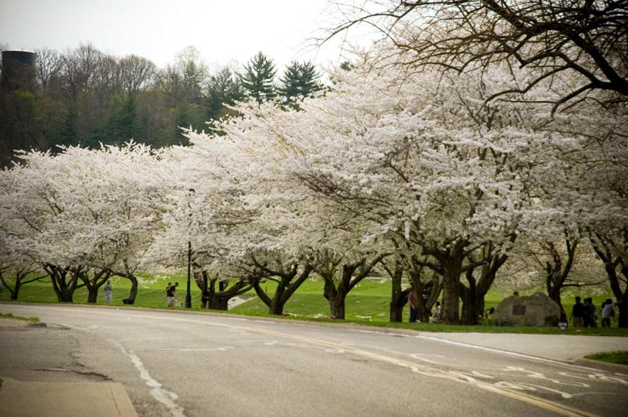 Cherry Trees