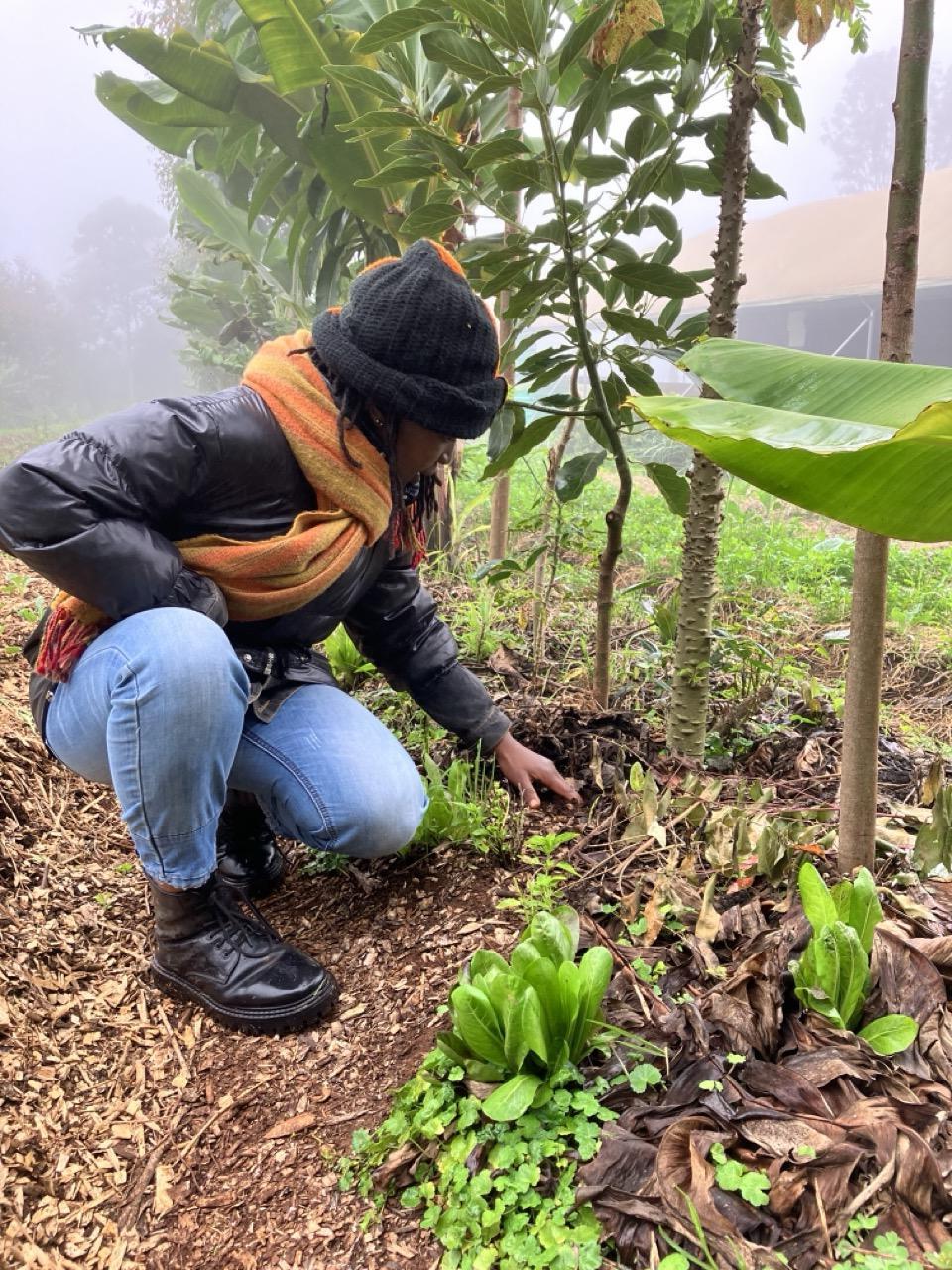 Color image of a woman bending down to inspect soil on a Kenya farm in a row of green vegetation.