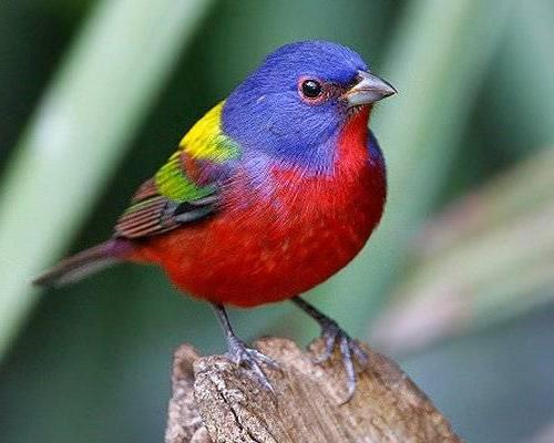 Indigo Bunting Bird